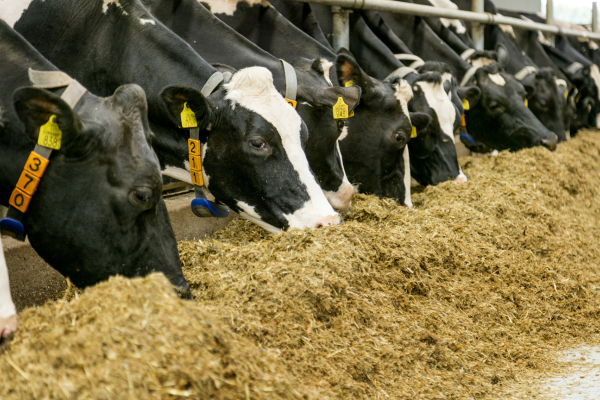 Preserve the freshness – protect the value of your feed  