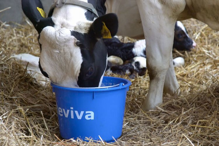 Cow drinking Reviva