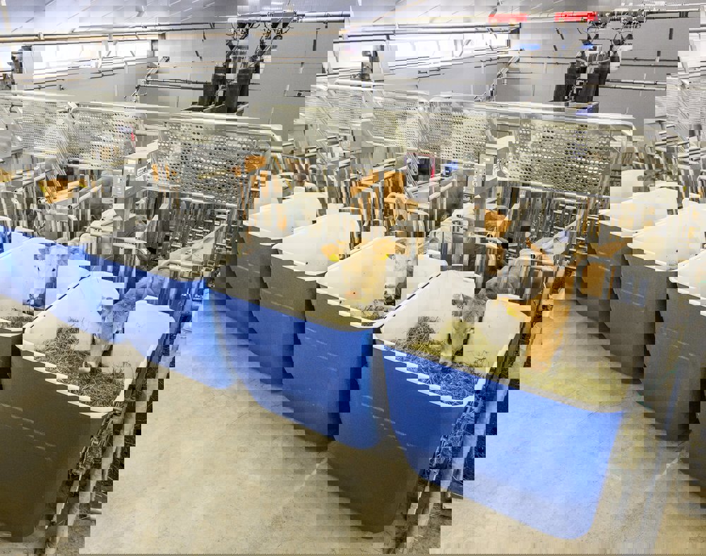 Calf and Beef Research Facility