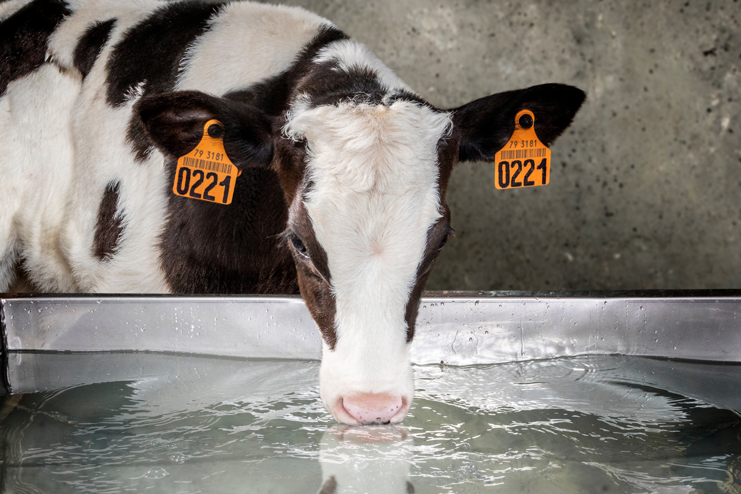 Effective water management for dairy cattle in heat stress - Trouw Nutrition United Kingdom