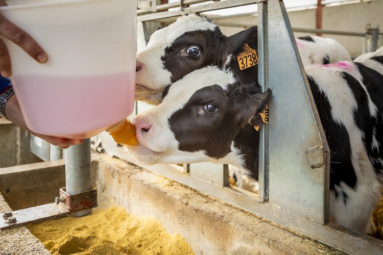 Dairy calf health Trouw Nutrition United Kingdom