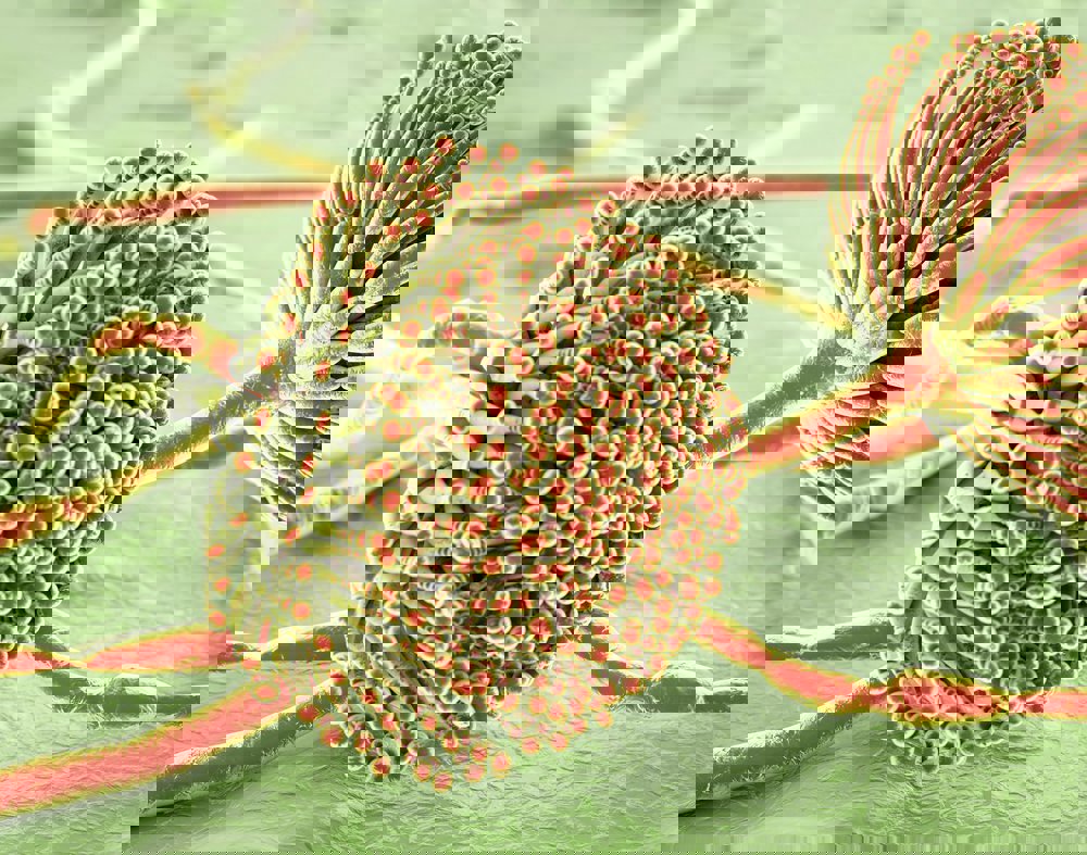 Managing mycotoxin risk in layers - Trouw Nutrition United Kingdom