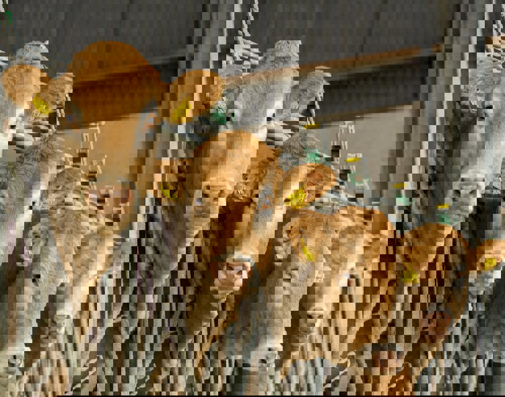 Mineral Optimisation