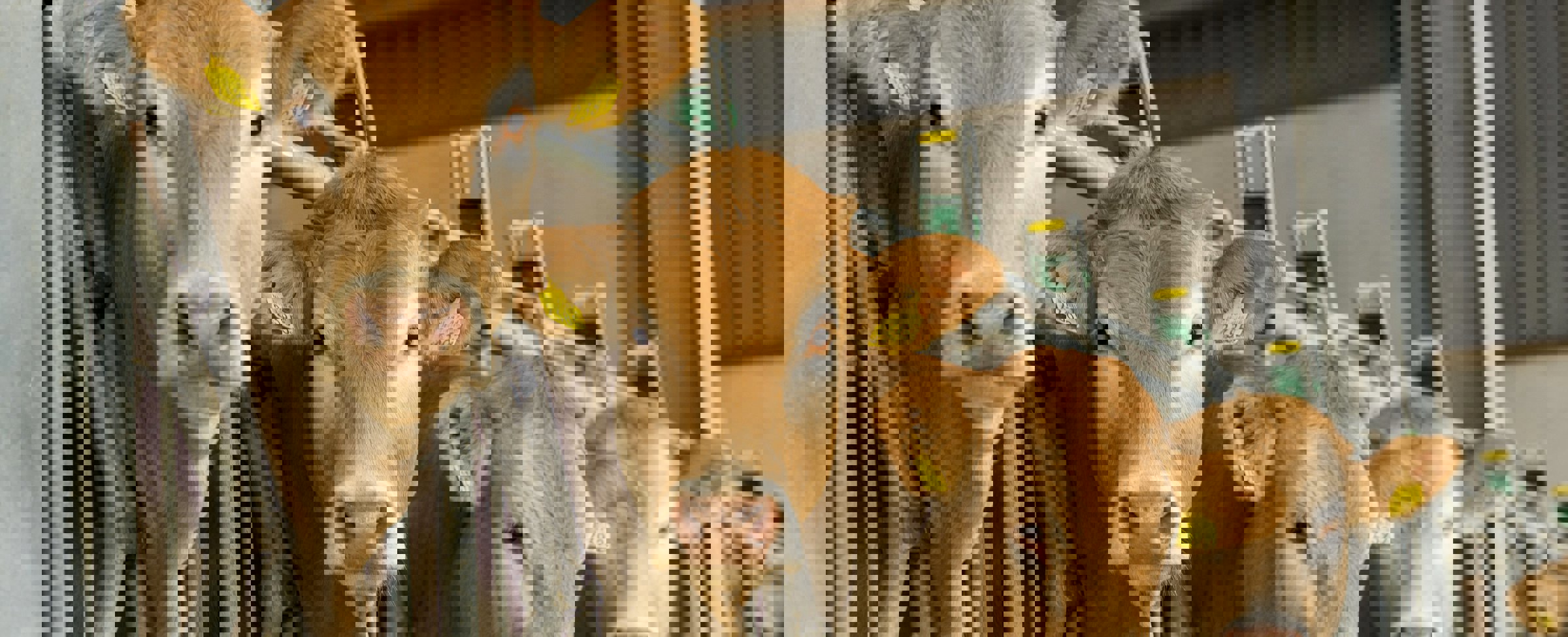 Mineral Optimisation