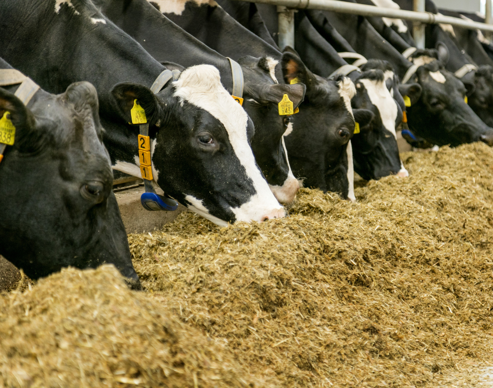 Cows eating