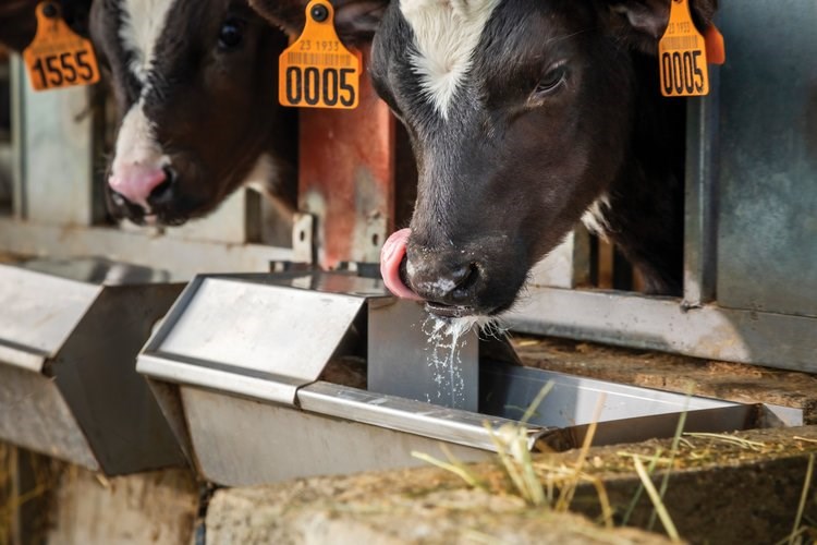 Calf weaning - Trouw Nutrition United Kingdom