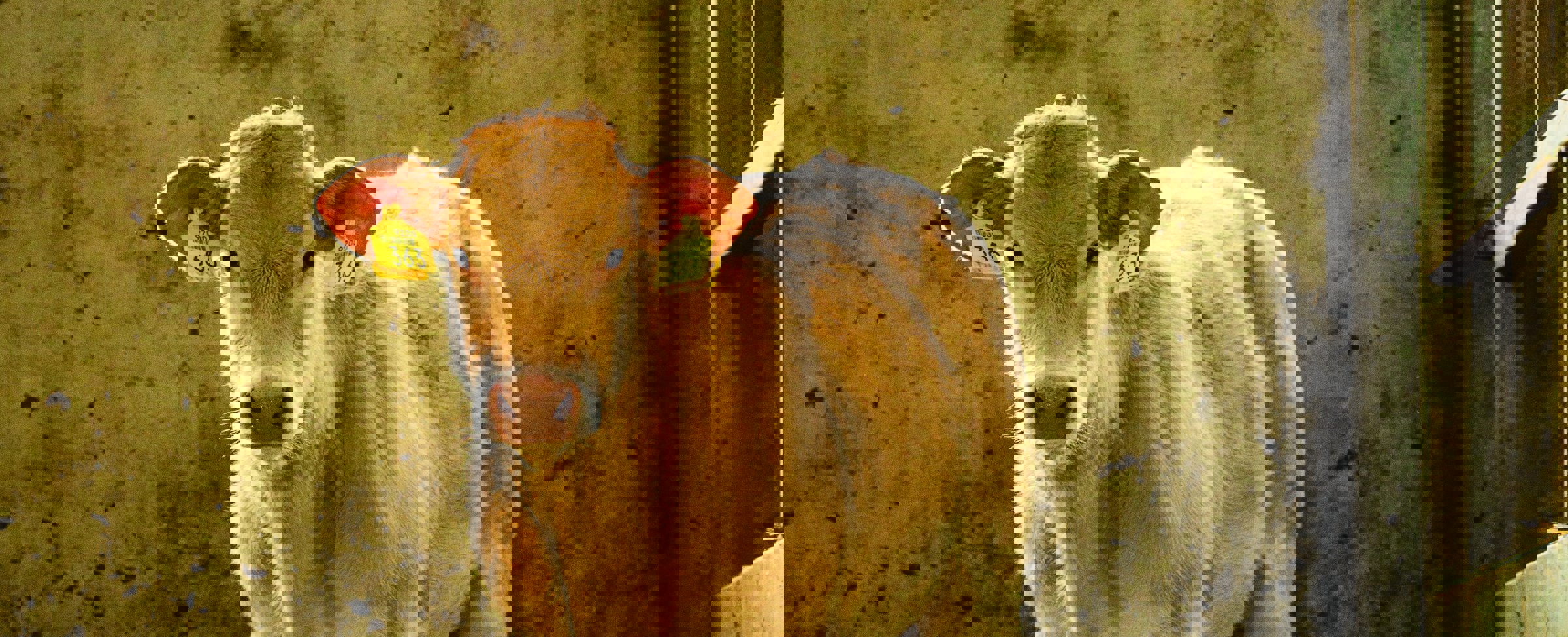 Beef grower standing in the corner of his pen, against a wall