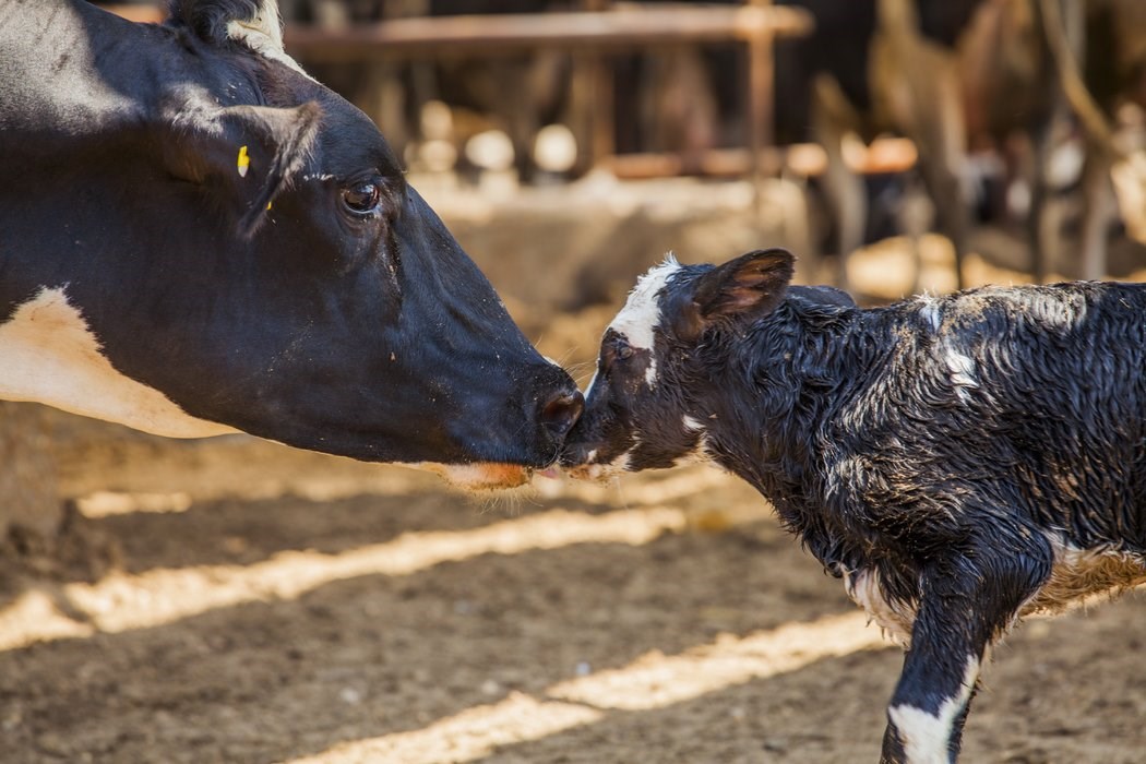 Dairy cow lactation transition - Trouw Nutrition United Kingdom
