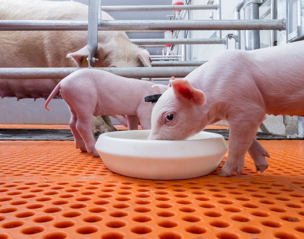 Managing drinking water quality for piglets