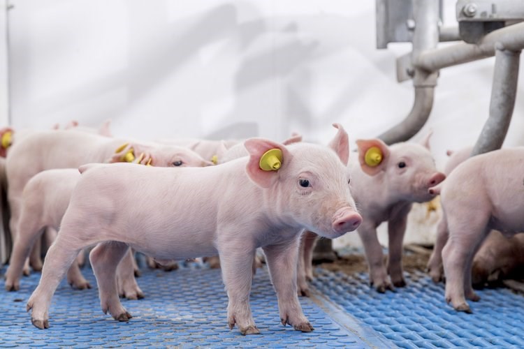 Antimicrobial reduction in piglets - Trouw Nutrition United Kingdom