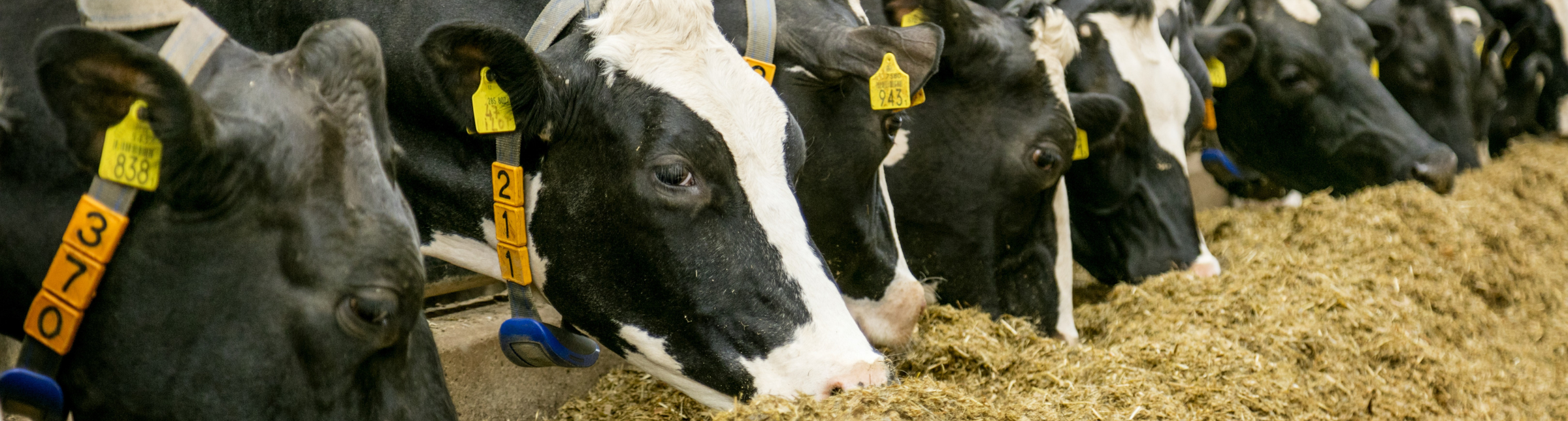 Cows eating
