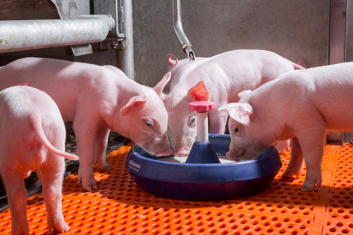 Milkiwean - Total piglet performance solution - Trouw Nutrition United Kingdom Milkiwean - Total piglet performance solution - Trouw Nutrition United Kingdom