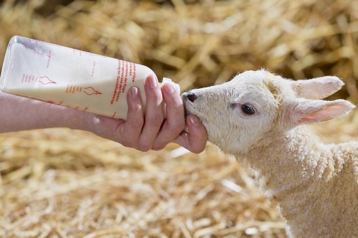 Milkivit Energized Lamb Milk A New Approach To Feeding Lambs Trouw milkivit-energized-lamb-milk-a-new-approach-to-feeding-lambs-trouw